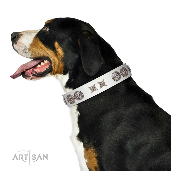 Extraordinary walking white leather Swiss Mountain Dog
collar with chic decorations